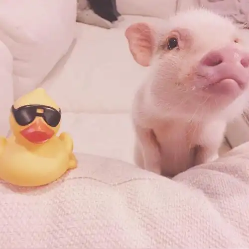 猪头像可爱,猪年必备头像