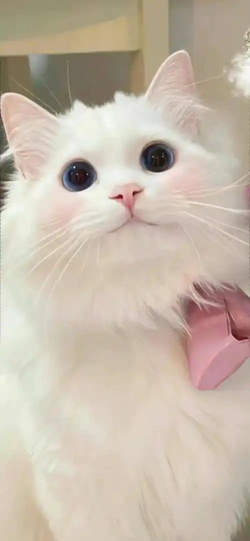 1080_2337竖版 竖屏gif 动态图 动图