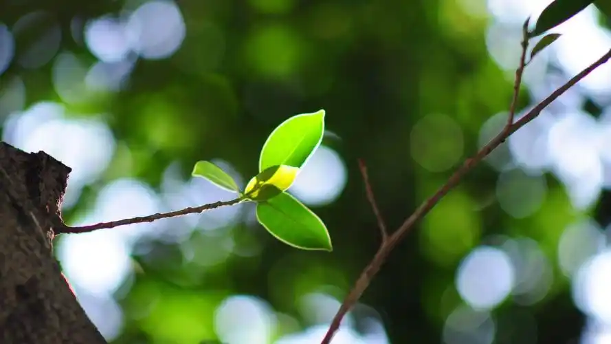 清新绿色护眼高清桌面壁纸-植物壁纸 - 壁纸家