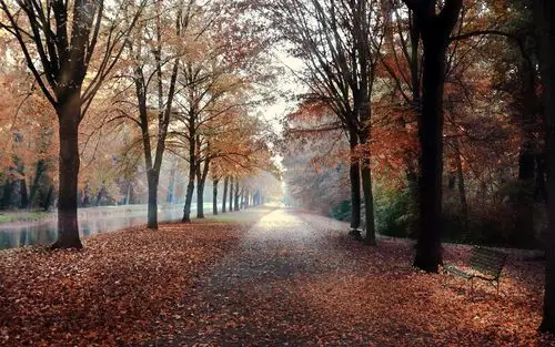 壁纸 秋天,树木,路径,红叶,长凳 1920x1200 hd 高清壁纸, 图片, 照片