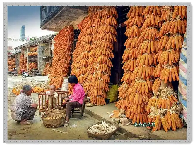 镜头记录瞬间成为永恒一当年广西靖西农村丰收的景象.(笑春风摄影)