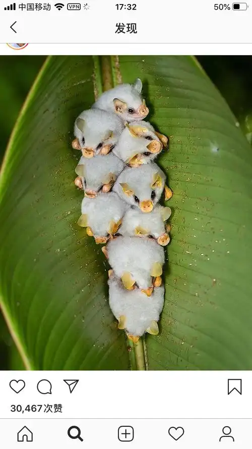 白色小蝙蝠慎入