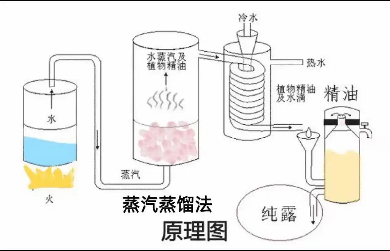 蒸汽蒸馏萃取法 精油的萃取方法,现在比较常见的有四种:蒸馏萃取法