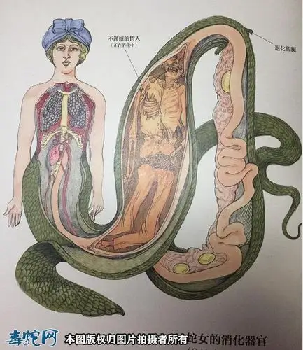 蛇女图片惊艳的蛇女图片大全欣赏