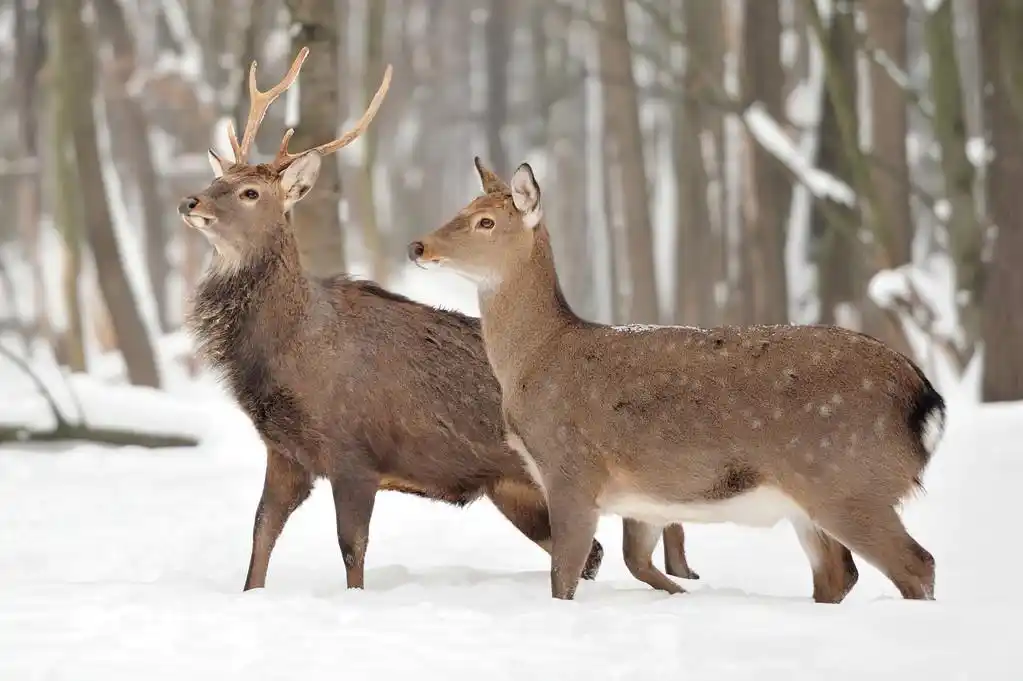 年轻的鹿,年轻鹿在冬季森林