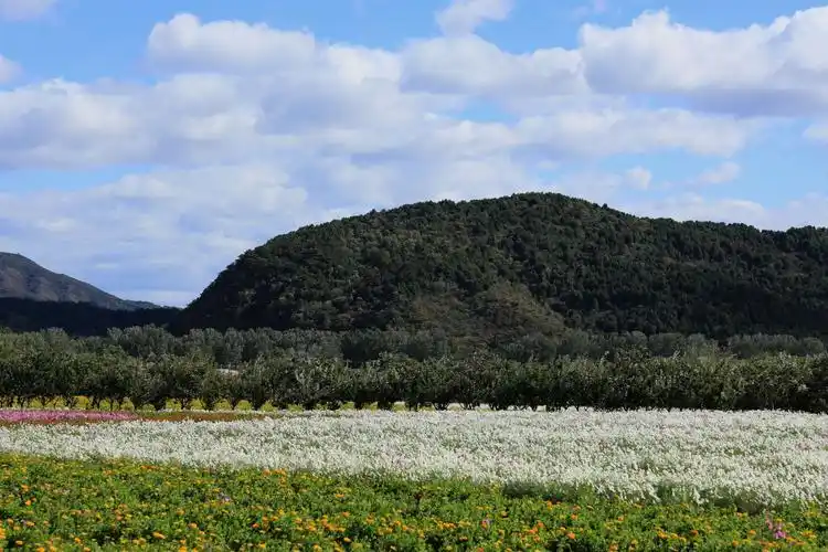 秋游怀柔圣泉山千亩花海