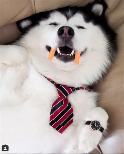 这不是我认识的哈士奇长得像熊猫居然还会微笑卖萌