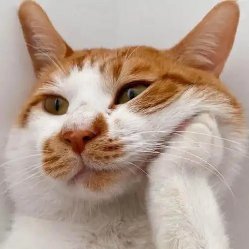 小猫咪头像呆萌图片大全可爱