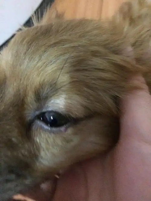 狗狗下眼睑长了一个小疙瘩有点红