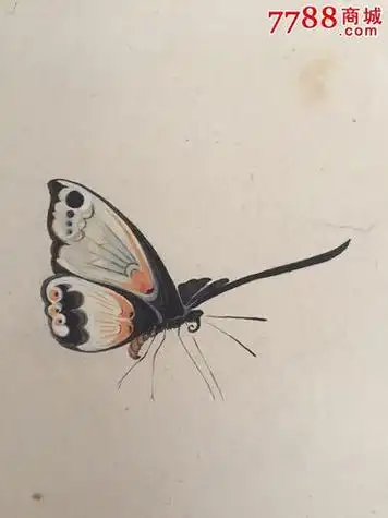 蝴蝶工笔画 蝴蝶工笔画图片