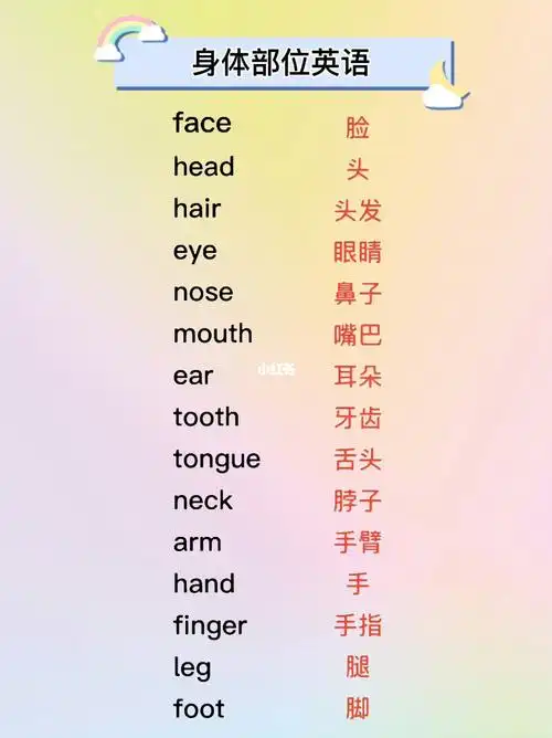 身体部位英语单词