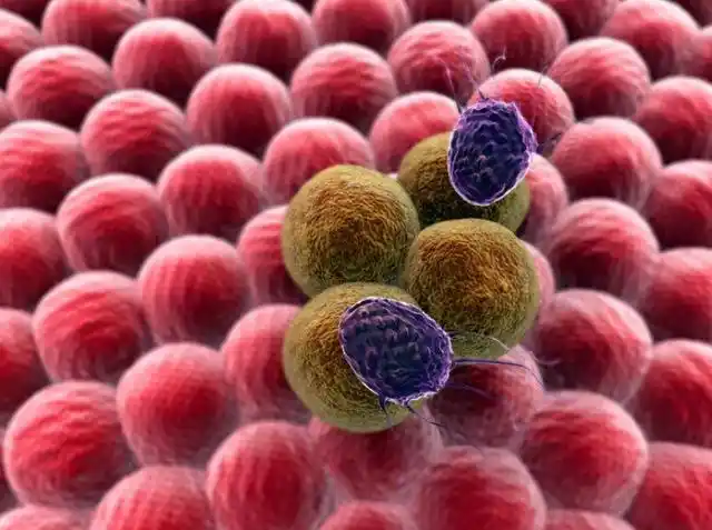 死去71年,细胞仍存活,分裂再生5000万吨,海拉细胞有多神奇?