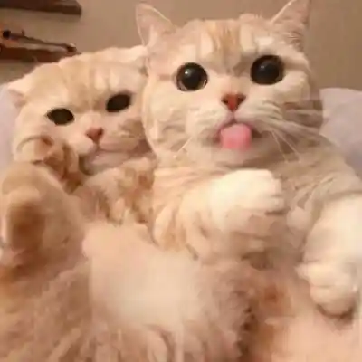 一对两张可爱动物情头头像