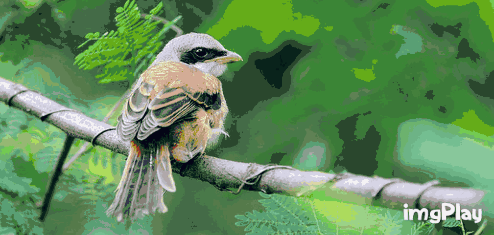 1009_481gif 动态图 动图