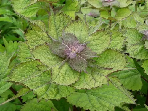 尾叶香茶菜图片尾叶香茶菜野菜图片