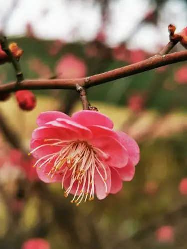 梅花东风第一技