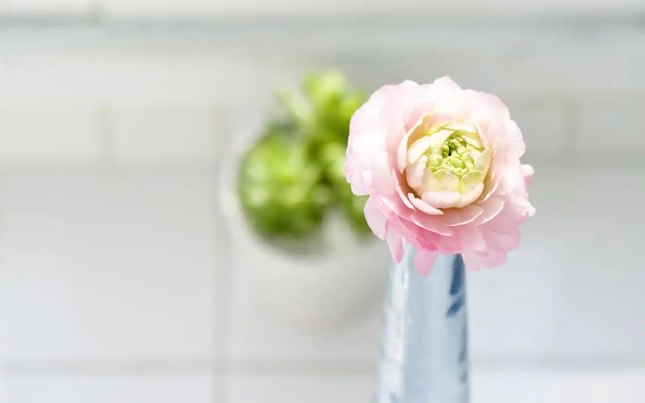 小清新静物唯美桌面高清壁纸