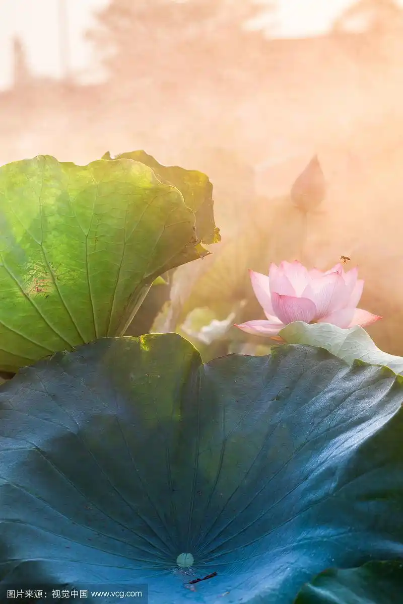 烟雾中的荷花禅意图片