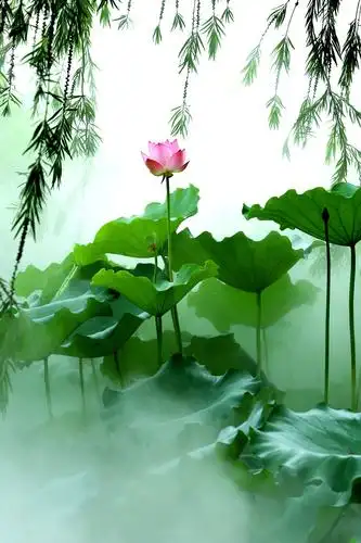 蜻蜓点点吻碧水,柳丝悠悠荡芬芳.