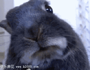 309_241gif 动态图 动图