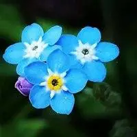 2020好运来头像花图片大全_微信头像图片大全