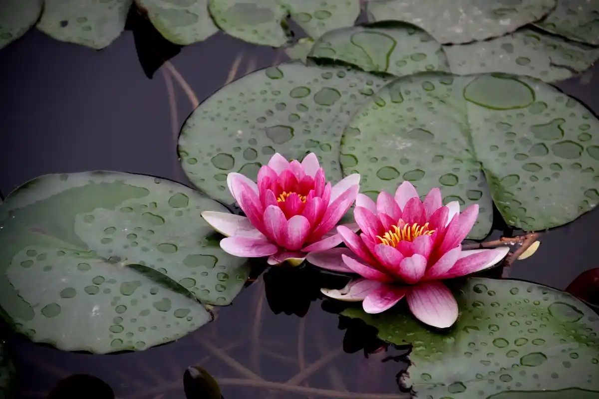 睡莲怎么养(碗莲怎么养碗莲的水培方法)