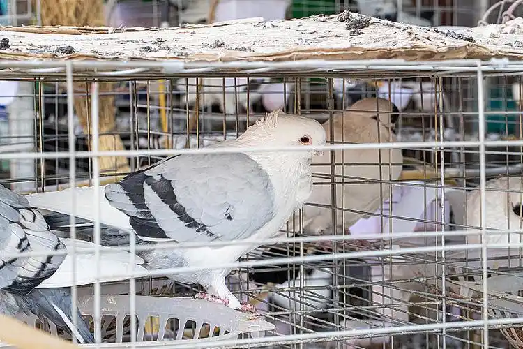 笼子里的鸽子,等待出售