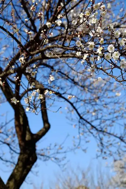 梅花树 - 祝之火 - 图虫摄影网