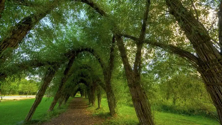 拱形道路,树枝,绿叶,树叶,草地,风景桌面壁纸高清大图预览1920x1080