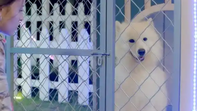 神犬小七3:小雪你这是在担心小七吗