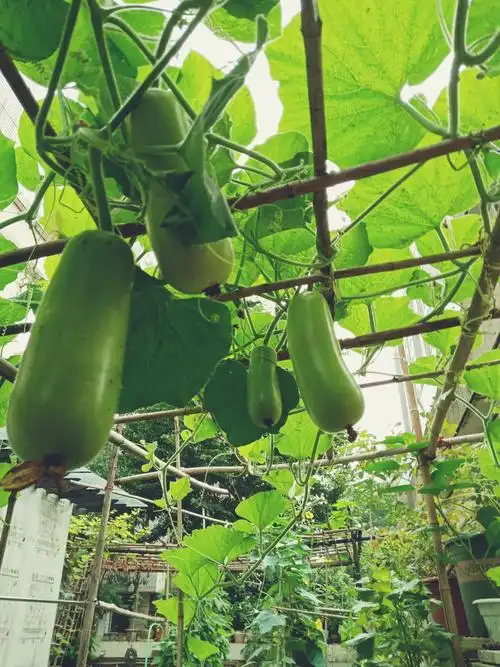 芦子长得多壮观