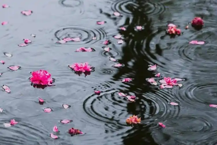 诗词鉴赏 | 30首唯美落花诗词,从暮春看到初夏_秦观_苏轼_枝头