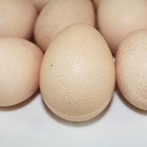 30枚珍珠鸡蛋 农家散养土鸡蛋珍禽鸡蛋会飞的