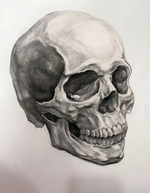 骨骼图素描骷髅