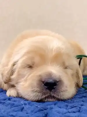 提前享受一下假期的状态呦#小奶狗 #萌宠 #金毛 #可爱