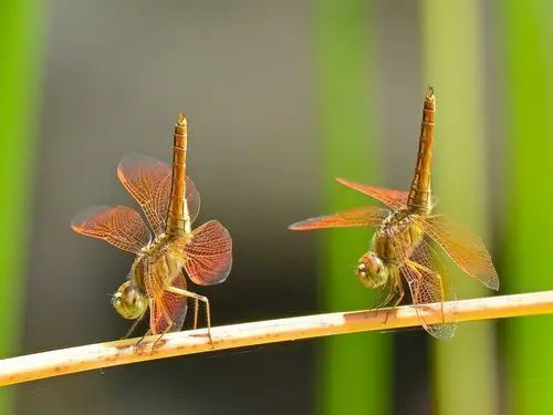 蜻蜓舞,情侣,昆虫特写 桌布 - 1600x1200