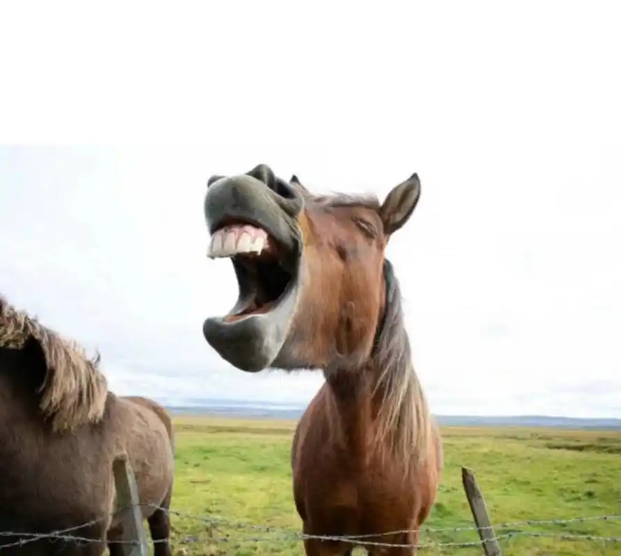 哈哈哈哈哈仰天大笑