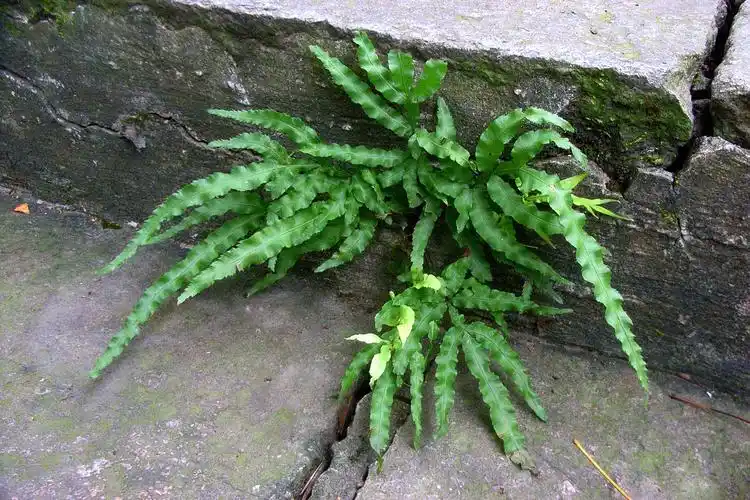 井栏边草凤尾蕨科凤尾蕨属