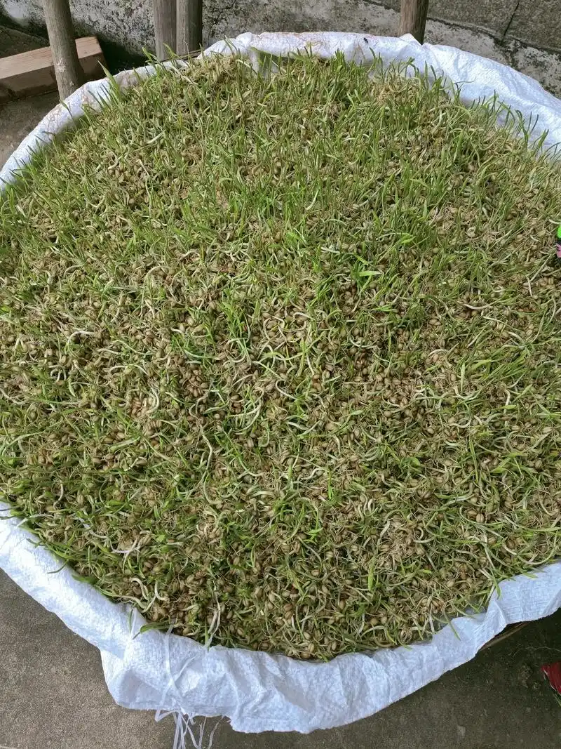 麦芽糖是用大米与大麦芽一起制作而成,有补虚健胃,润肺止咳,滋 - 抖音