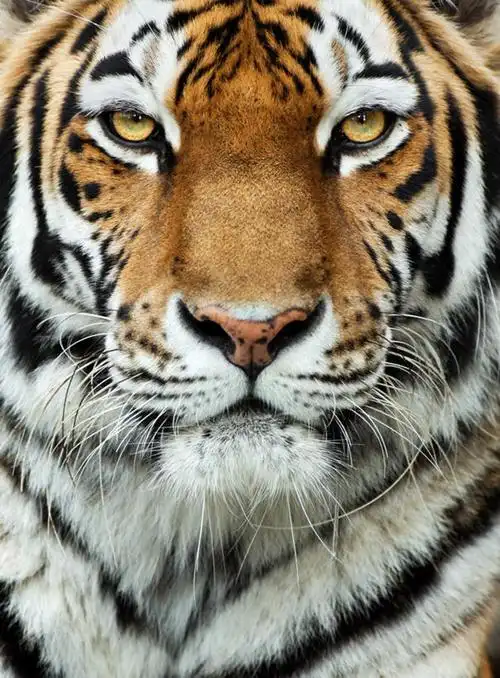 观察,看,观看,察看,关注,凶猛,残暴,凶残,头部,脸部,脸蛋,面部,老虎