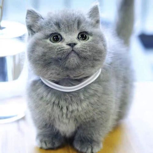 英短蓝猫银渐层幼崽折耳宠物猫咪纯种美短虎斑幼猫活体加白起司猫