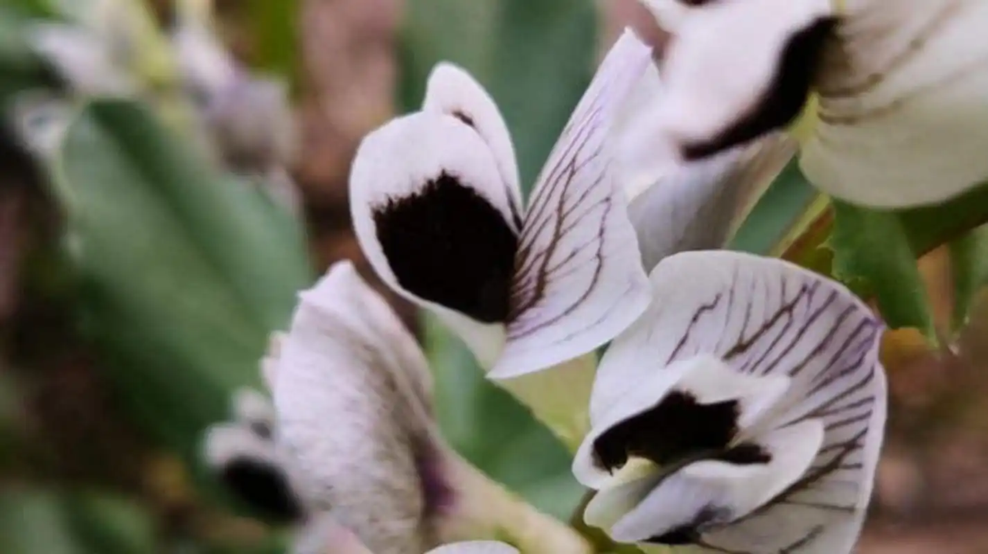 这篇文章很有意思>>《揭秘"蚕豆开花":黑心之谜》