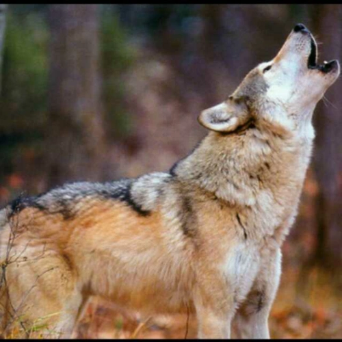 【《高原的狼》 作者 沐之】在线收听_紫若萱秋_荔枝fm