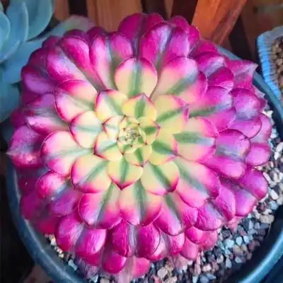 法师高度红颜单头精品多肉植物红覆轮变异盆栽多肉植物