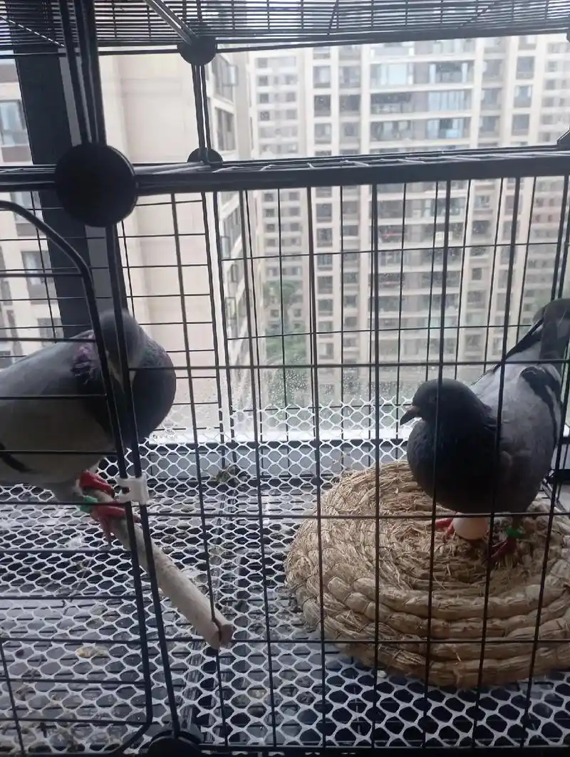 鸽子:早上起来我忍不住朝鸽子笼望了望,有点小失望,笼子 - 抖音