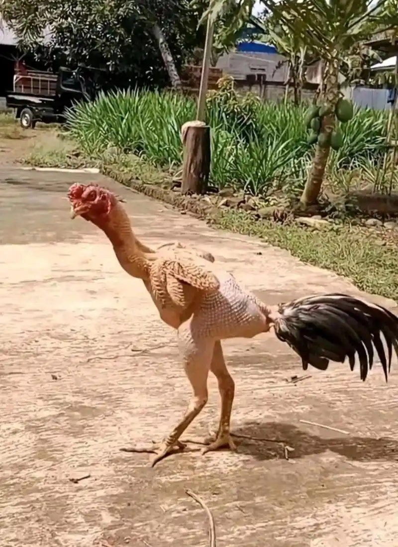 想不到,鸡也有掉毛的烦恼[二哈]