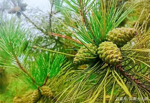 许昌城北这个"百果园",里面的果子别乱吃!