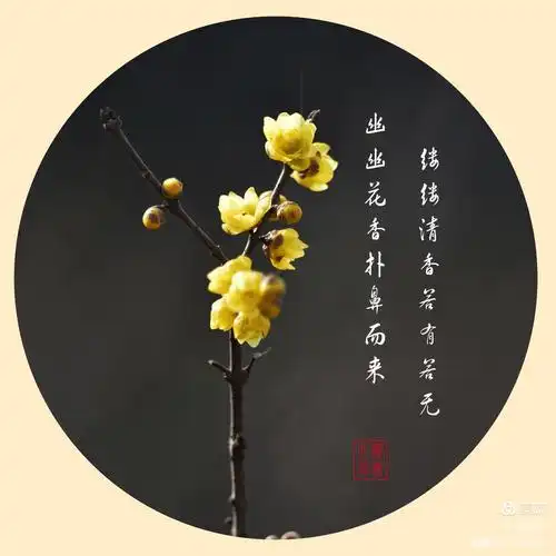 《腊梅》腊梅有一种让人沉醉的清香,有着淡雅的色彩