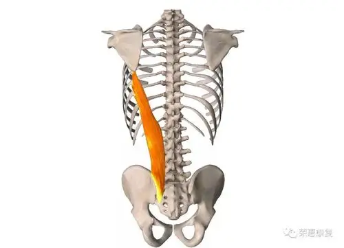 每日一肌髂肋肌