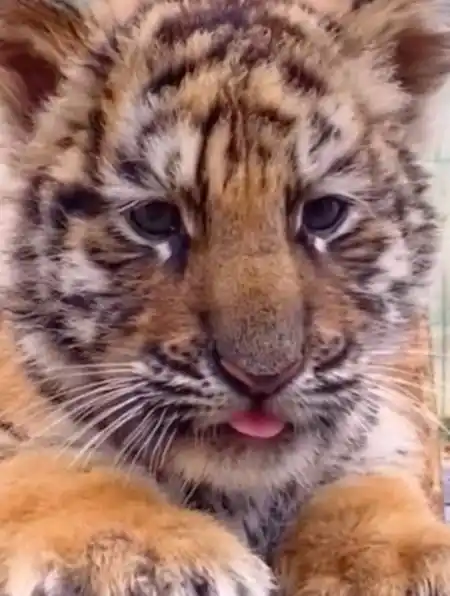 一只会吐舌头卖萌的小老虎它一定知道自己很可爱